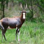 Blesbok