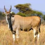 Eland