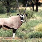 Gemsbok