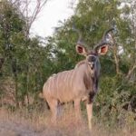 Kudu